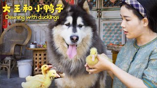 Dawang and cute ducklings