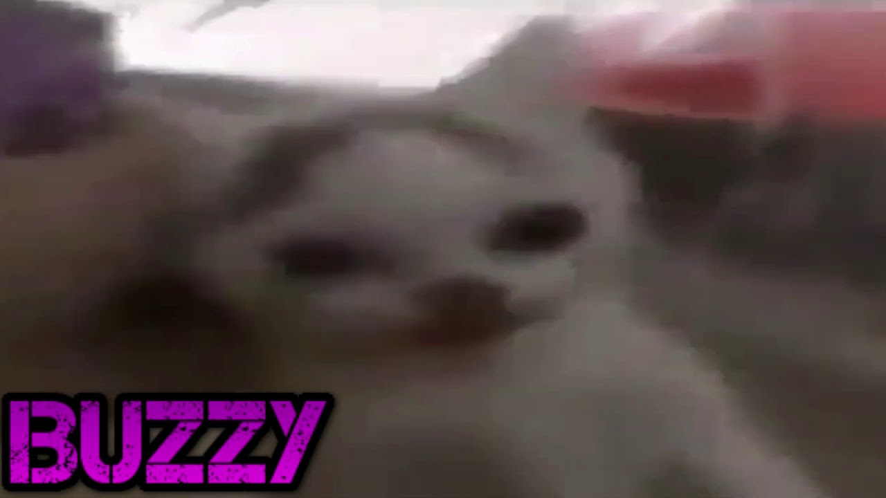 GATO JOKER - YouTube