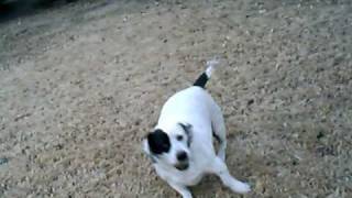 my basset hound pitbull mix molly