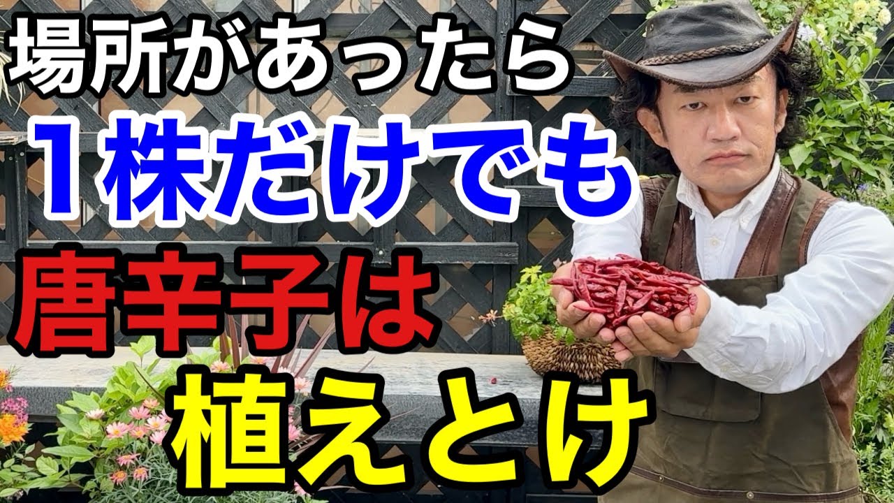 【絶対損しない】唐辛子の目からウロコの活用法教えます　　【カーメン君】【S＆B】【園芸】【初心者】