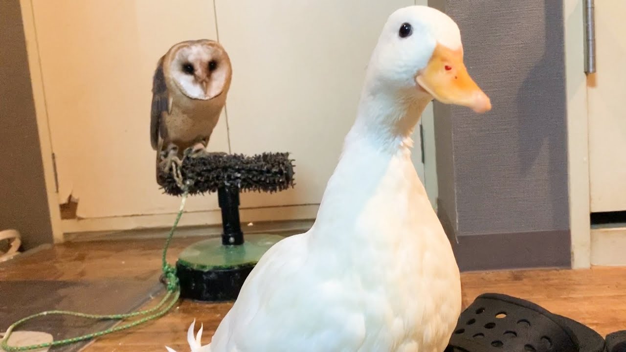 初めてのアヒルに戸惑うフクロウの雛が可愛い件 Youtube