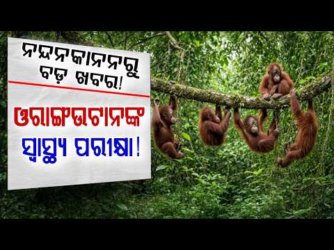 Technical Committee Visits Nandankanan Zoo To Inspect Health Of 5 Orangutans | Argus News