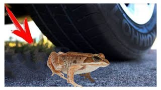 Frog Vs Car Car Experiment Crushing Experiment Car Crusing