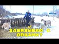 ЗАВЯЗЫВАЮ С ОВЦАМИ? НЕ ДОЖДЕТЕСЬ!)))