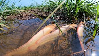 Hand Fishing Adventures: Amazing Techniques for Catching Lots of Small Redfish in the Field!