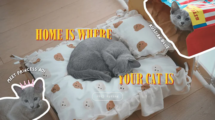 Video 11697141: russian blue kitten, first pet, mom cat