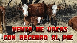 ¡¡VISITAMOS UN RANCHO DE GANADO SIMMENTAL 100% RÚSTICO!!