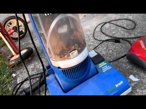 Stinkbug infestation