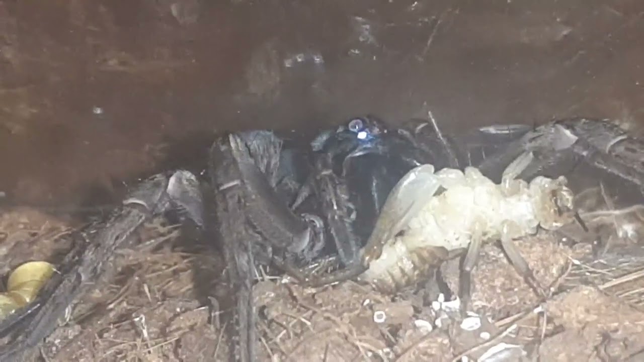 Tigrosa Helluo gets the munchies