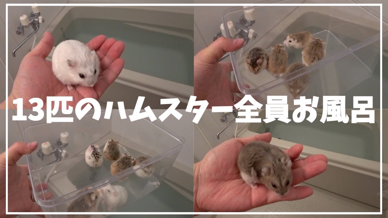 13匹のハムスターを全員お風呂に入れたらこうなりました - MaxresDefault 13匹のハムスターを全員お風呂に入れたらこうなりました - MaxresDefault