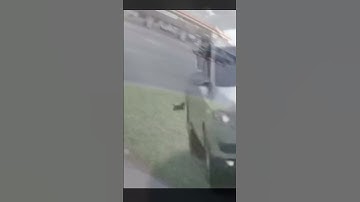 Heroic Rescues: Two Brave Souls Save Kittens from Oncoming Traffic!