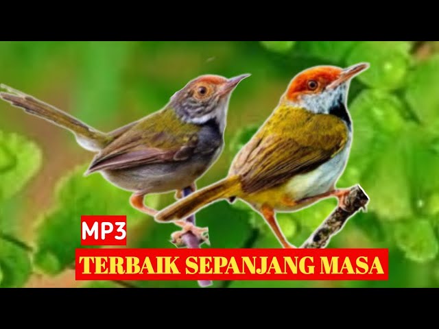 Suara pikat burung prenjak lumut MP3 dijamin Anti zhonk class=