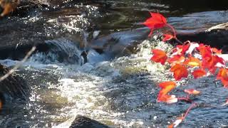 【自然の音と映像】 秋の紅葉と川の音  1時間　 Hour Nature Sounds - Babbling Brook Sounds Relaxing Nature Sounds 1h