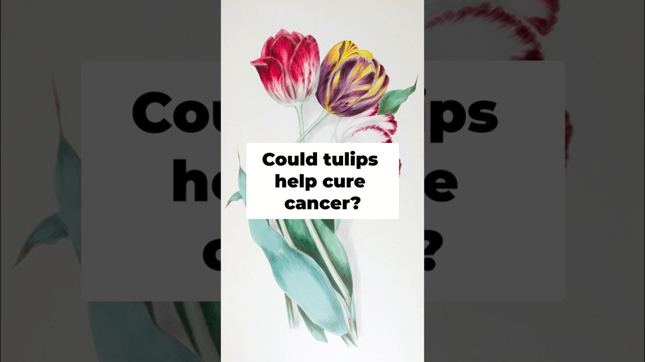 Tulips  Ancient Remedies Confirmed by Science!