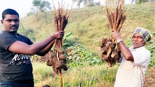 Gengul Palm Sprouts - Oldest Traditional Indian Village Food | Thati Tegalu | Tender Palm Shoots