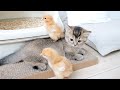 Kitten Kiki is sleepy, but the chicks wake her up