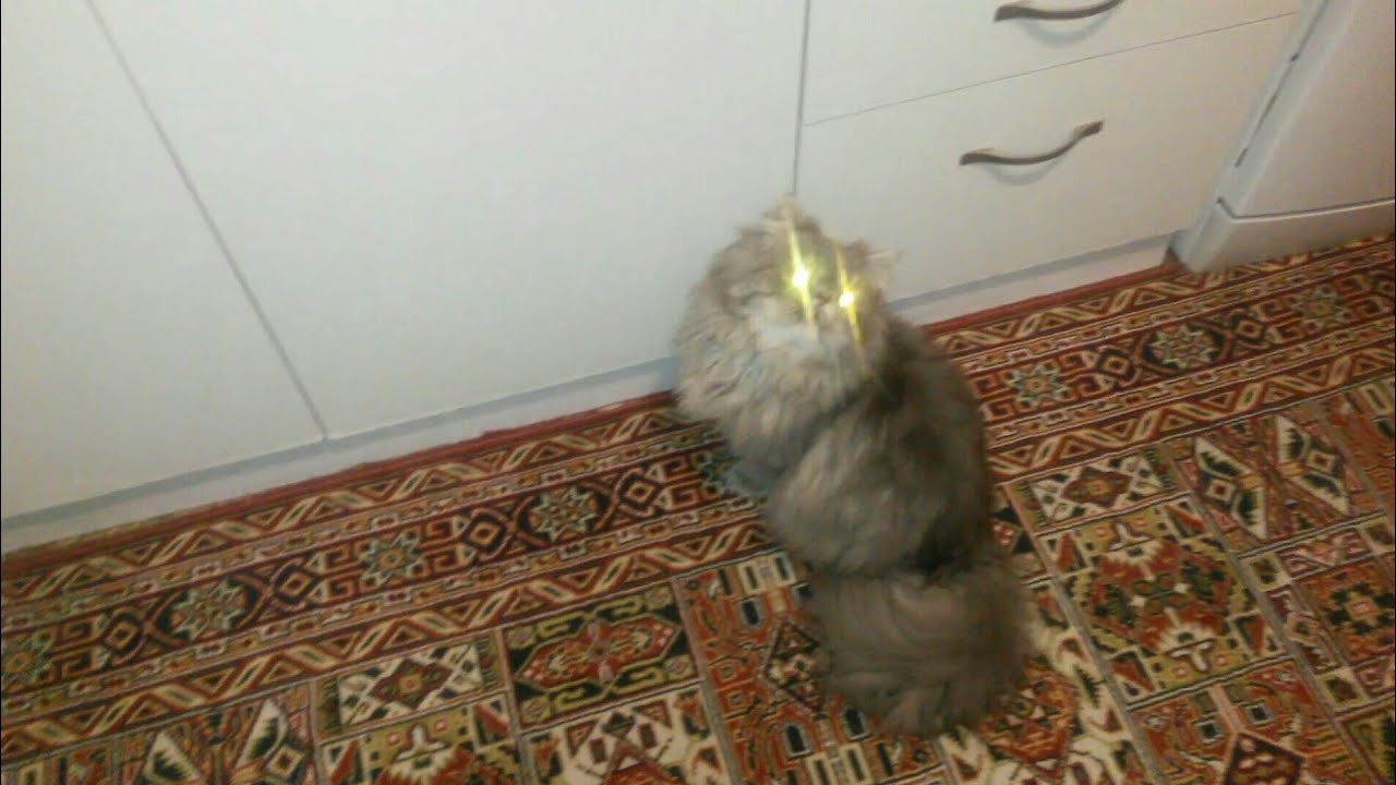 Ленивый кот /KEDİ keyfi