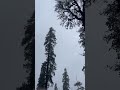 #shimlasnowfall #narkanda #heavysnowfall #snowfallindia