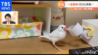 めげずに挑戦！文鳥が引っ張るものは？【Nスタ】