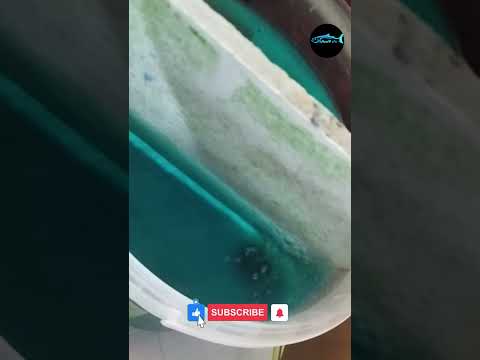 تحضين البطن الجديد من حوضي ما شاء الله احواض اسماك الزين