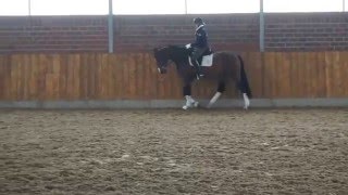 *Sold* 2013 Oldenberg Gelding - Super Rideability