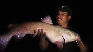 Live Bait vs Cut Bait Night Fishing For Flathead Catfish