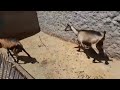 Щ Ш ШЇ Ш Щ ШЁШ ЩѓШ ШЄШ Ш Ш Щ Щ Ш Ш ШІ Щ Ш Ш Щ Ш Ш Ш Щ ШЁЩЉШ Ш Щ Щ Ш ЩѓШЇ Щ Щ Ш Ш ШіШ Ш ШєЩ Ш Ш Щ Щ Ш Щ Щ Ш ШЄЩЃ 0615842832рџђђрџђђрџ Џрџ Џрџ Ќрџ Ќрџ Ірџ Щ Ш ШЇ Ш Щ ШЁШ ЩѓШ ШЄШ Ш Ш Щ Щ Ш Ш ШІ Щ Ш Ш Щ Ш Ш Ш Щ ШЁЩЉШ Ш Щ Щ Ш ЩѓШЇ Щ Щ Ш Ш ШіШ Ш ШєЩ Ш Ш Щ Щ Ш Щ Щ Ш ШЄЩЃ 0615842832рџђђрџђђрџ Џрџ Џрџ Ќрџ Ќрџ Ірџ
