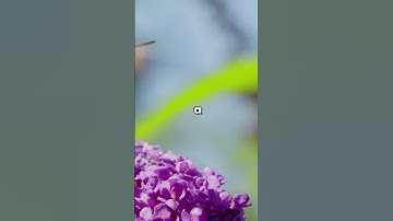 The First Recorded Computer Bug || A Moth in the Machine