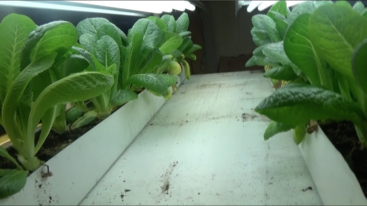 LETTUCE, GROWING IN A RAIN GUTTER PLANTER STEP BY STEP HOW TO DO IT