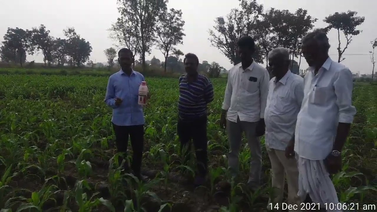Farmer feedback about calaris xtra Herbicide @ Endriyal village, Tadwai Mandal,Kamareddy 