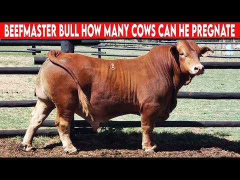 Video: Hoeveel koeien voor lobola?