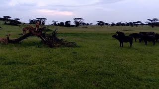 Buffalo Herd Corners Lion Pride On A Tree