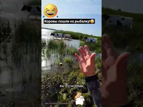 Рыба в шоке😅#смешно #юмор #funny#коровка#рыбалка#коровы#село#пруд#мем#смешно#смешныевидео#животные