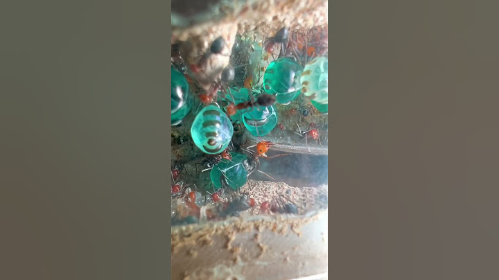 Dead Ant Comes Back To Life