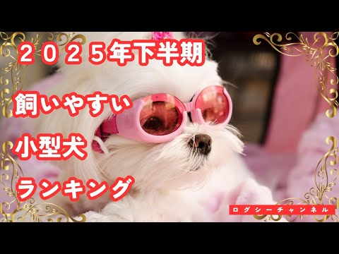 【最新版】飼いやすい小型犬ランキングTOP10｜初心者にも優しい人気犬種を徹底紹介！