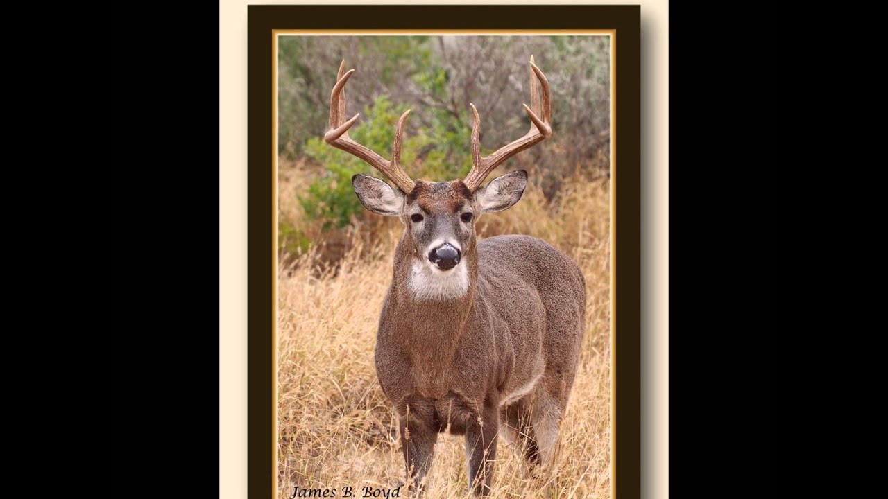 La Bota Ranch Never Surrender YouTube