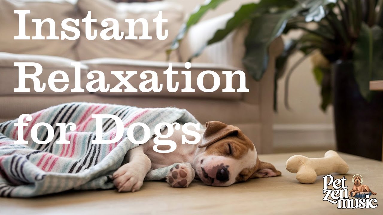 Instant Relaxation for Dogs with 3 Hours of Gentle Therapy Music (Tested)