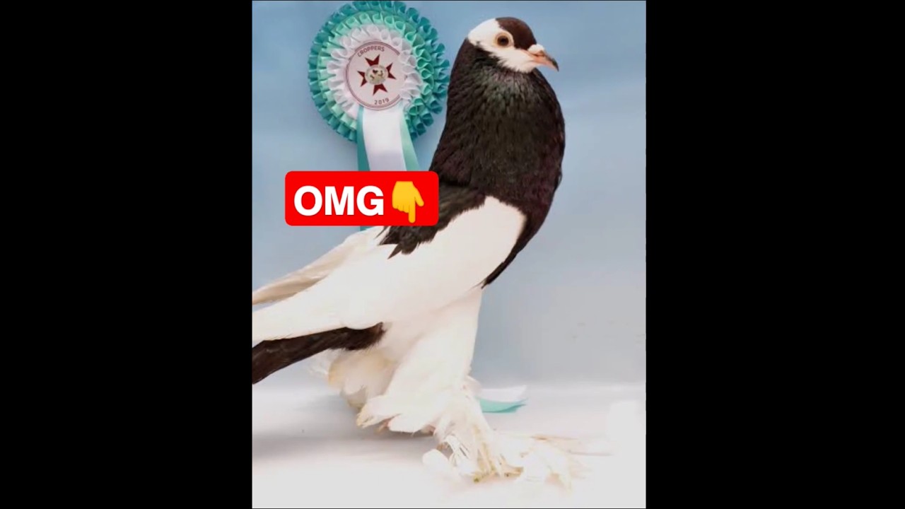 Indian top three kabootars 🫣 ll 