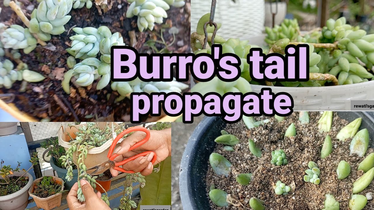 2 способа размножения суккулентных растений «Обезьяний хвост» ||👍👍