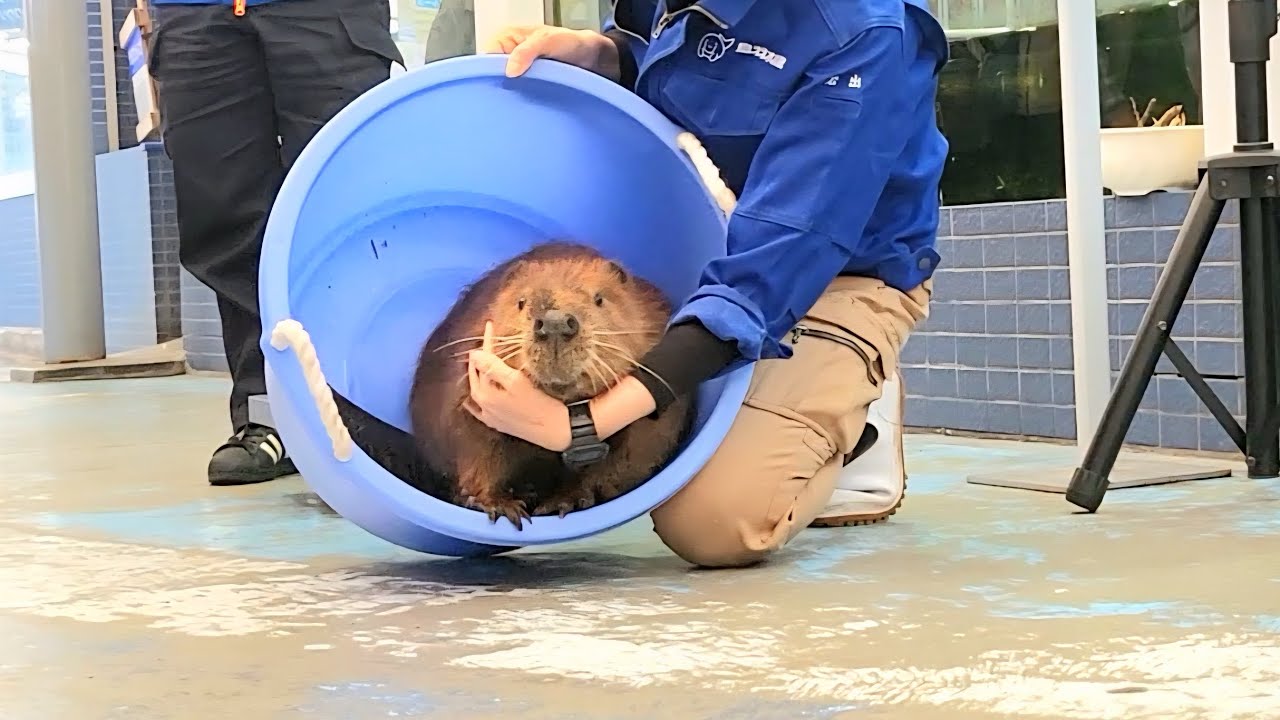 【ビーバー】しーぽんくんのお散歩@鳥羽水族館