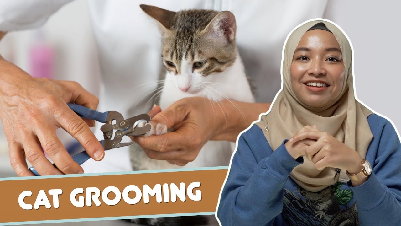 Cat Grooming YouTube