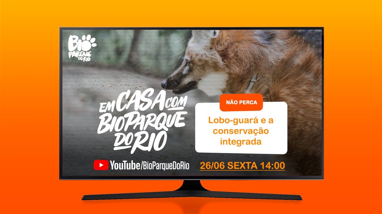 Filhote de macaco-prego-do-peito-amarelo nasce no BioParque do Rio!