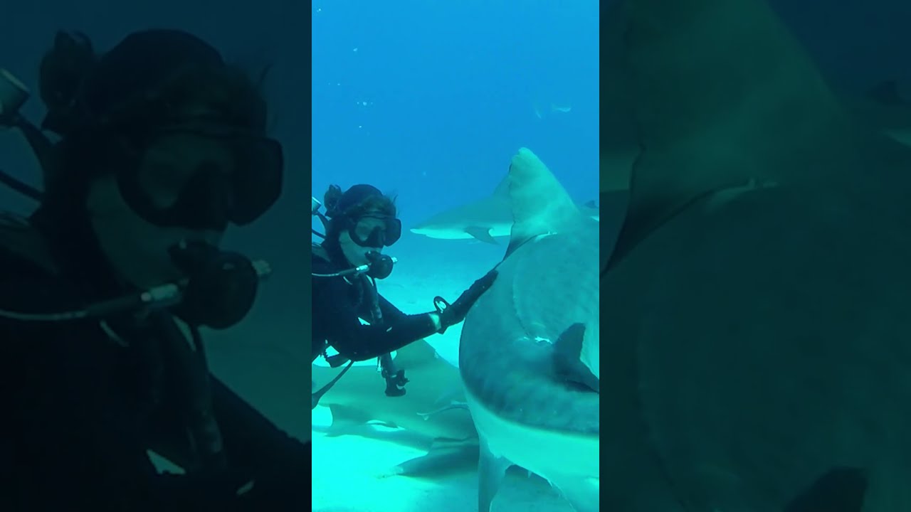 Youtube shark dodo hotsell
