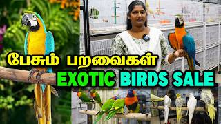 Download lagu BIRDS SALE | Tamed And Talking Birds For Sale | Sun Conure,Cockatiel, African Love Birds in chennai