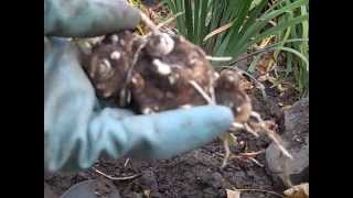 Winterizing Calla Lily Bulbs