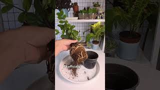 How to Check if Your Plant is Root Bound🪴#rootbound #houseplants #plantcare #shorts #greenvibes