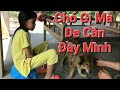 Mi-Sol  Cô Chủ Nhỏ Hầu Hạ Cho Chó -Bắt De Chó Ghê Gớm