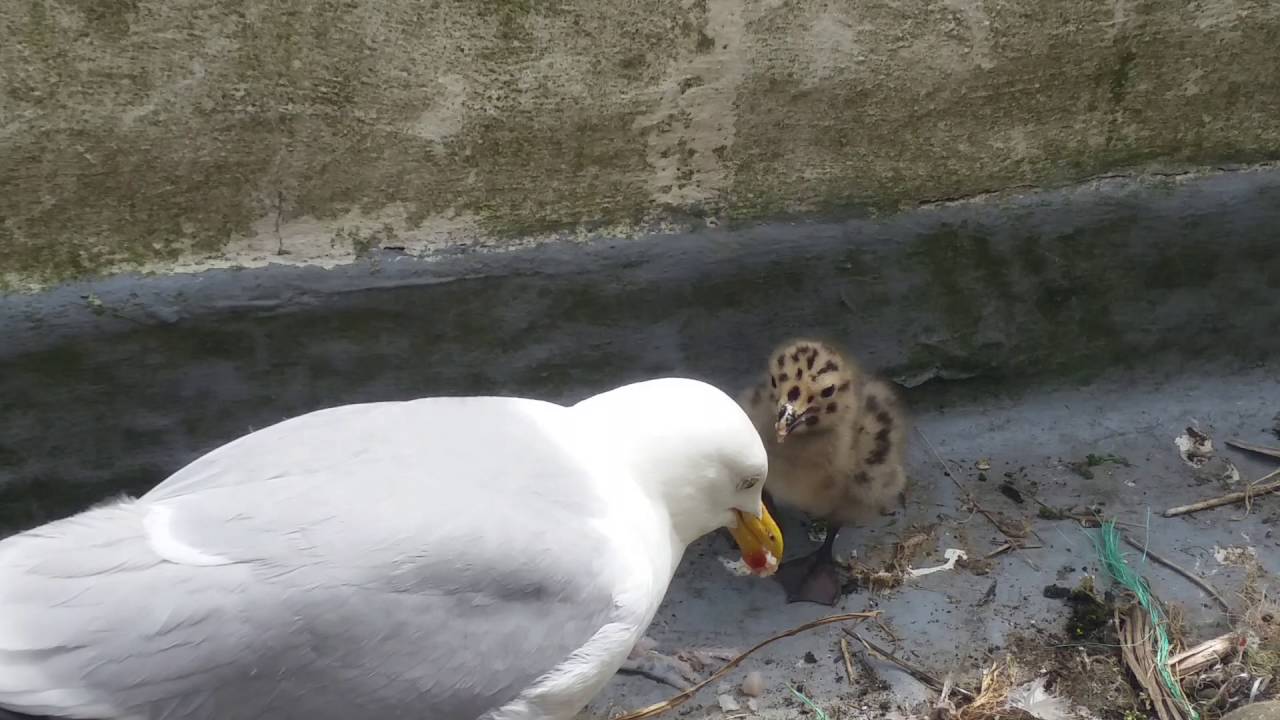 Baby Seagull gets a fish for breakfast YouTube