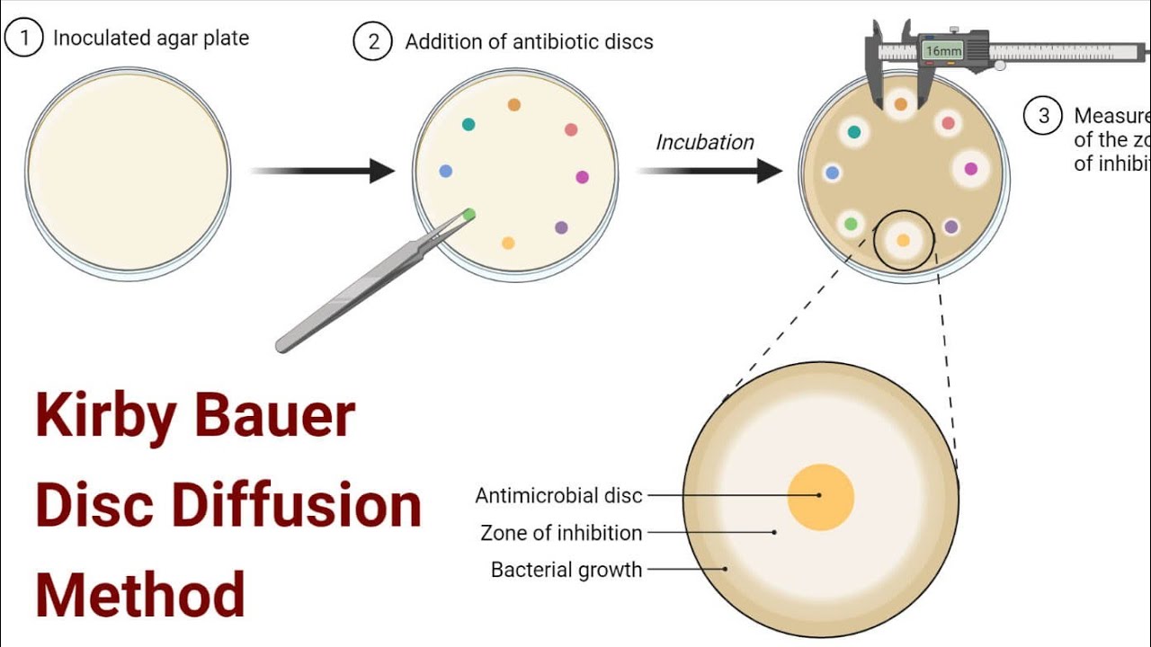 KIRBY BAUER DISC DIFFUSION METHOD #MICROBIOLOGY#VIRAL#TRENDING#CULTURE ...