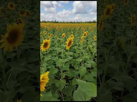 24 июля 2023